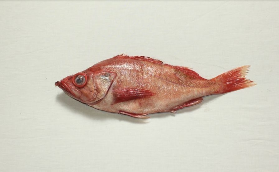 Pacific Ocean Perch