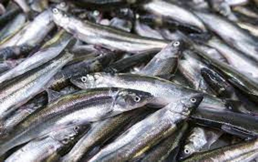 Whole Smelt