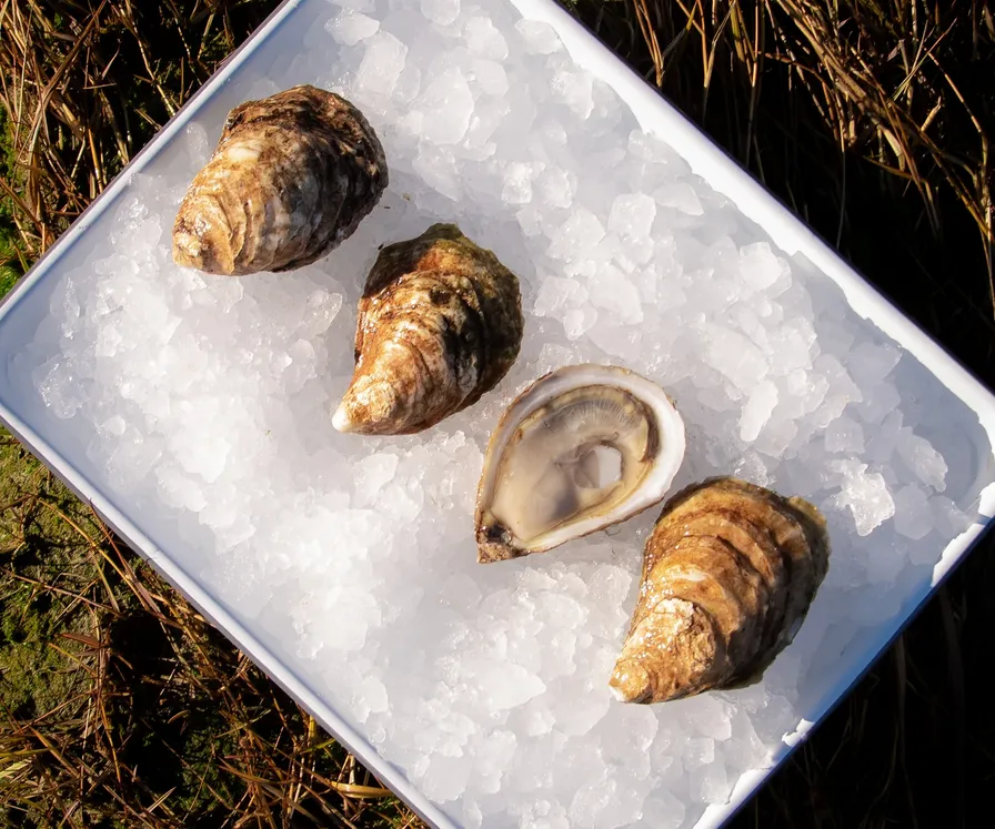 Island Pearl Oysters