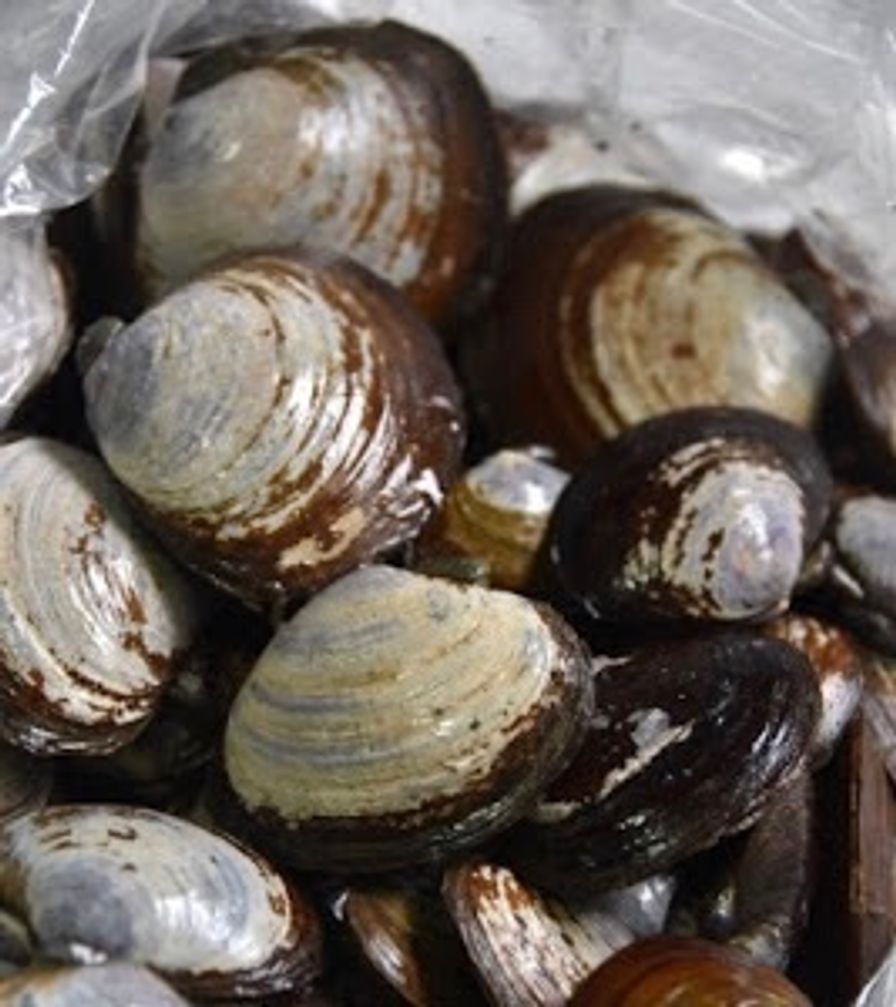 Wild Savory Clams