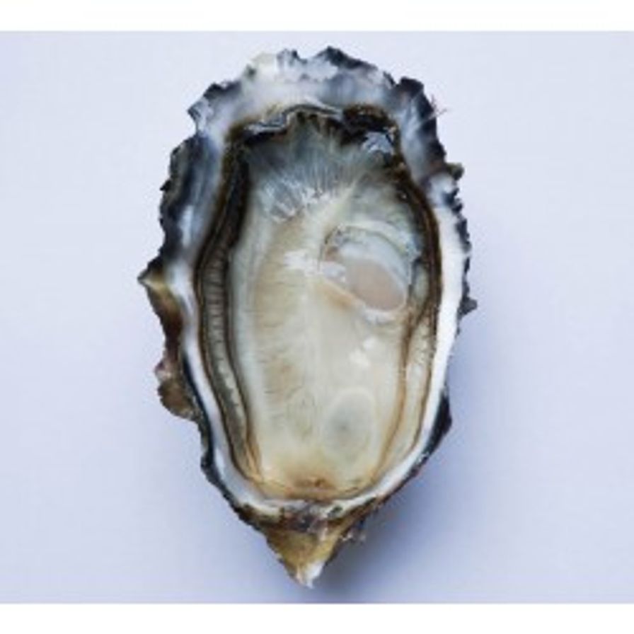 Oysters - B.C. Fanny Bay petite/Xsm 