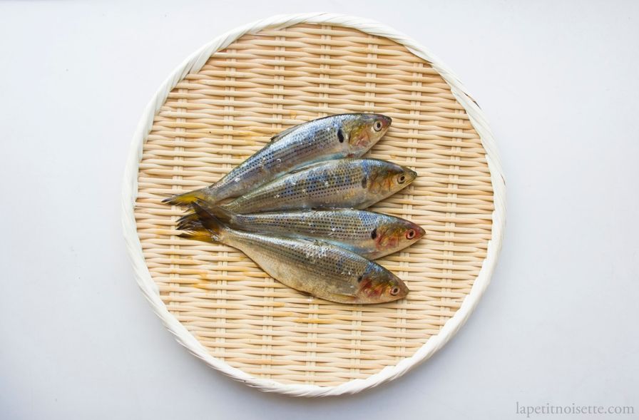 Kohada - Gizzard Shad