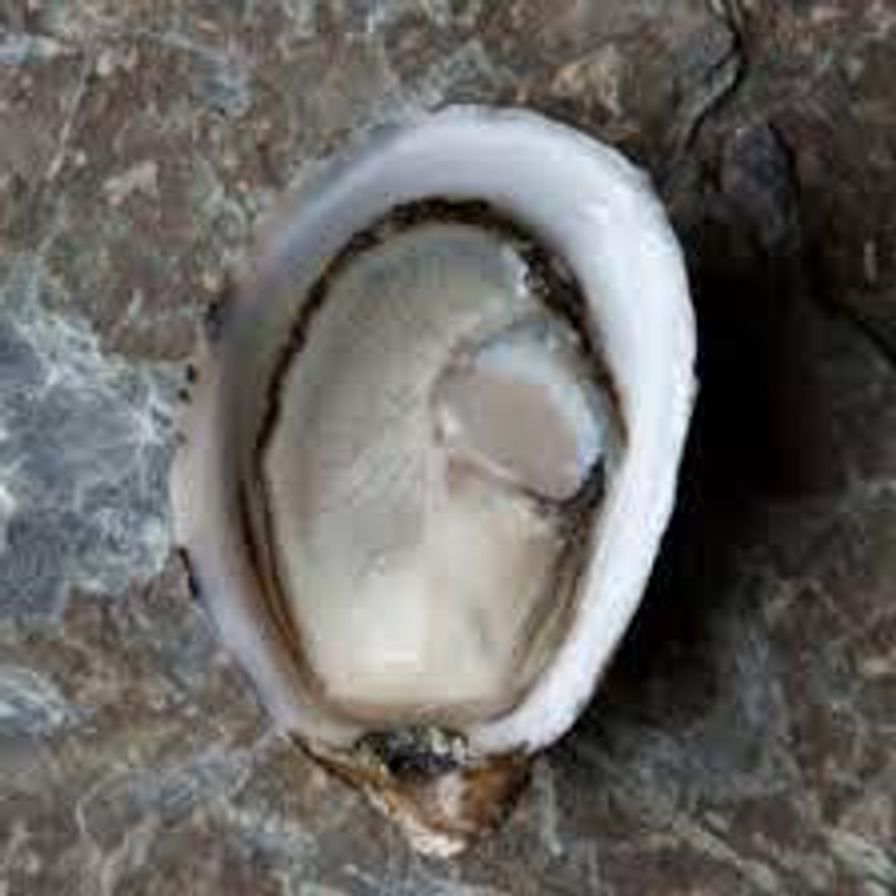 Our Choice Dollar Oyster