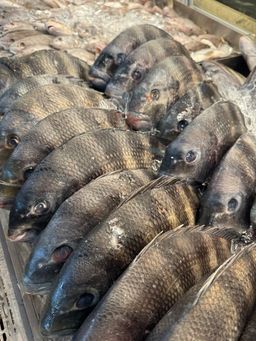 Sheepshead