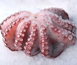 Octopus - Moroccan T6 (1.5-3 lbs)