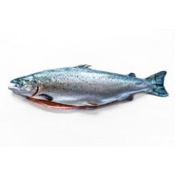 Salmon - Irish Organic Whole (12-14 lbs)