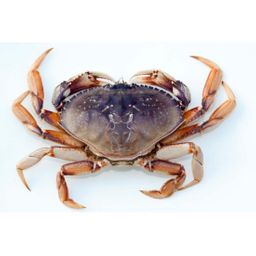 Crab - Dungeness Cull Live (1.3-1.8 lbs)