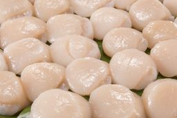 Fresh Atlantic Scallops 10/20 size-New Bedford, Massachusetts