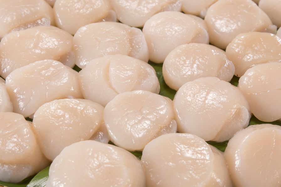 Fresh Atlantic Scallops 10/20 size-New Bedford, Massachusetts
