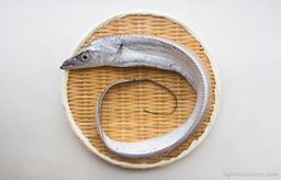 Tachiuo - Silver Beltfish