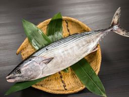 HA-GATSUO JAPAN