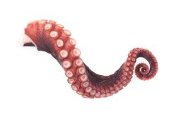 Octopus - Moroccan T5 LEGS (2lbs) 