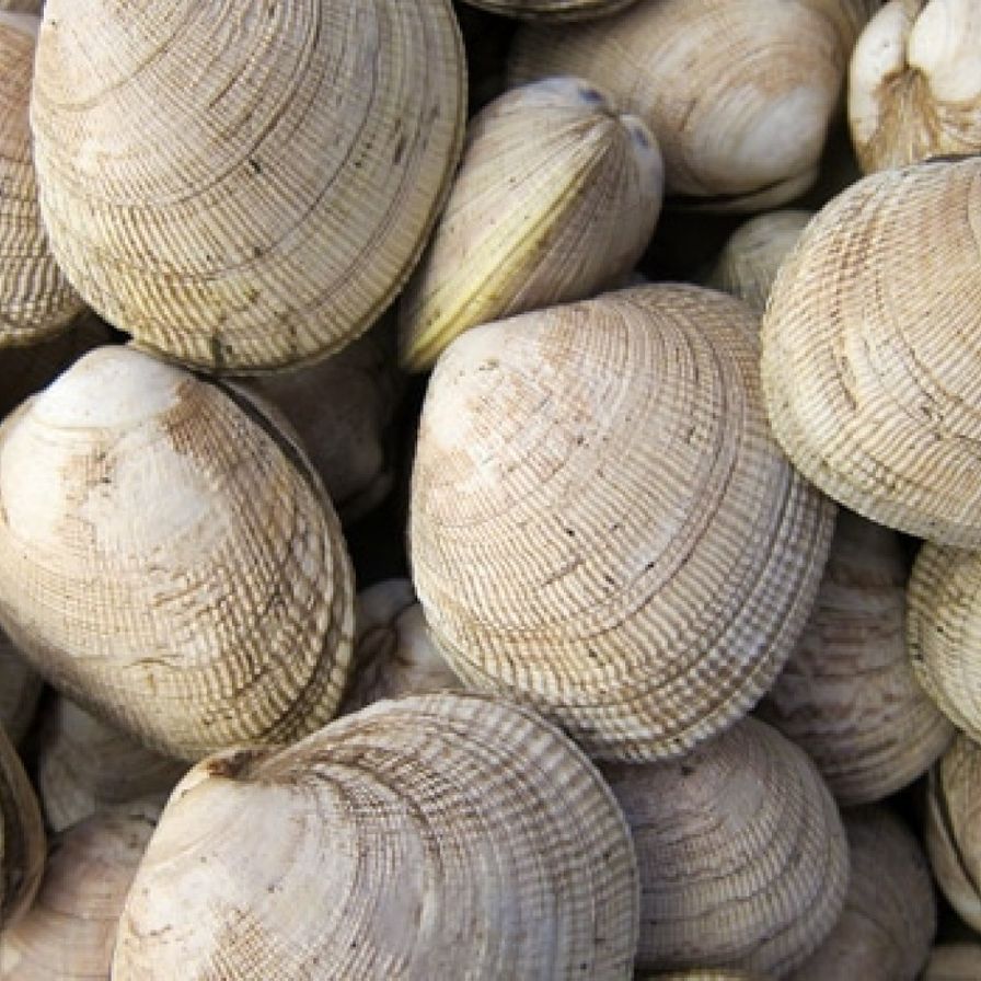 Clams - Little Neck (10 Pcs)