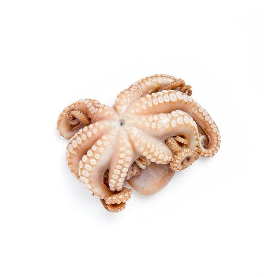 spanish octopus
