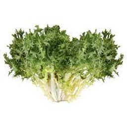 Chicory Lettuce