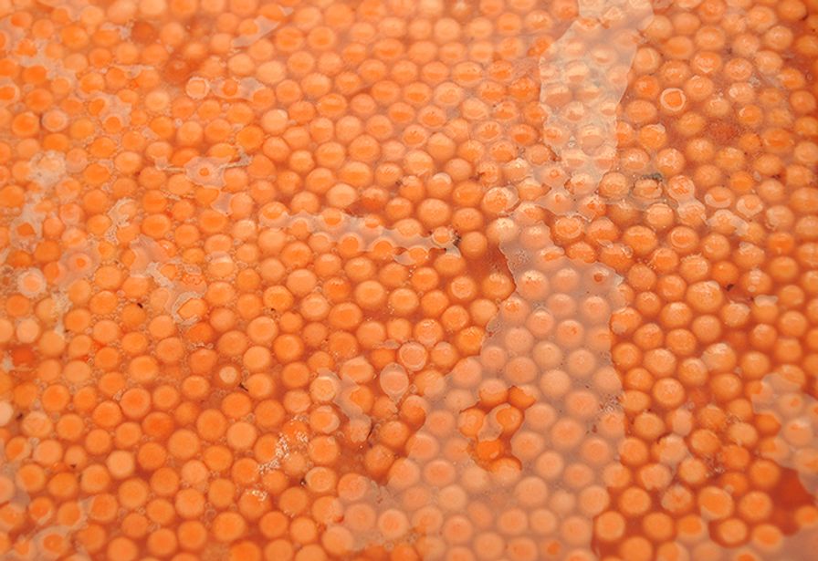Frozen Chinook Salmon