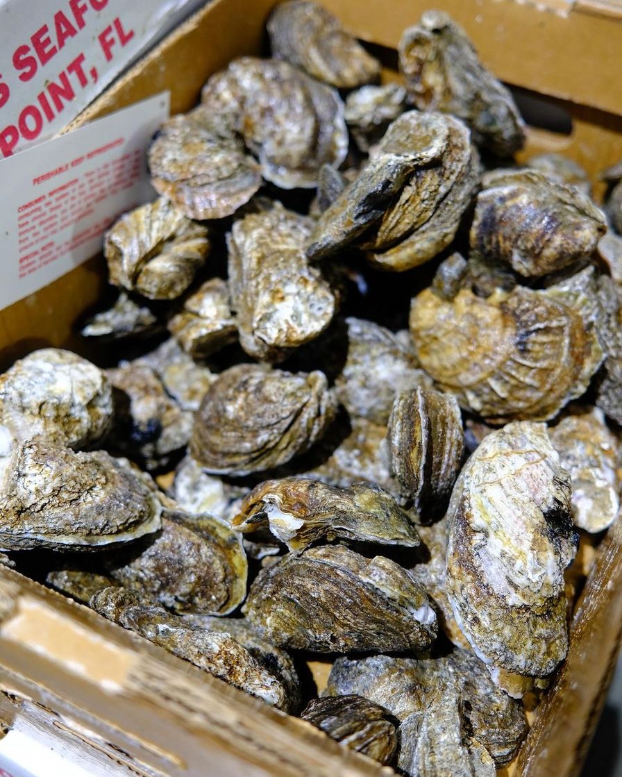 Oysters