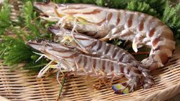 Shrimp - Fresh Kuruma Ebi Wild Tiger Shrmp (Pack of 5 Pcs) 