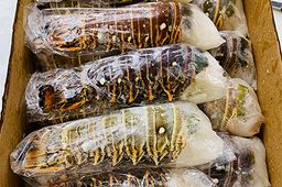 Lobster Tail - CLUB Frozen Caribbean (5/6 oz) 10 lbs