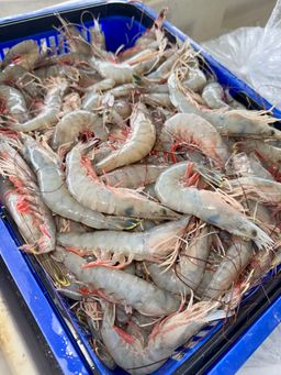Large Head-On Mayport Shrimp (26-30)