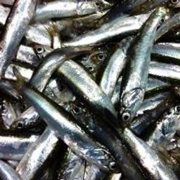 SF Anchovies (Whole)
