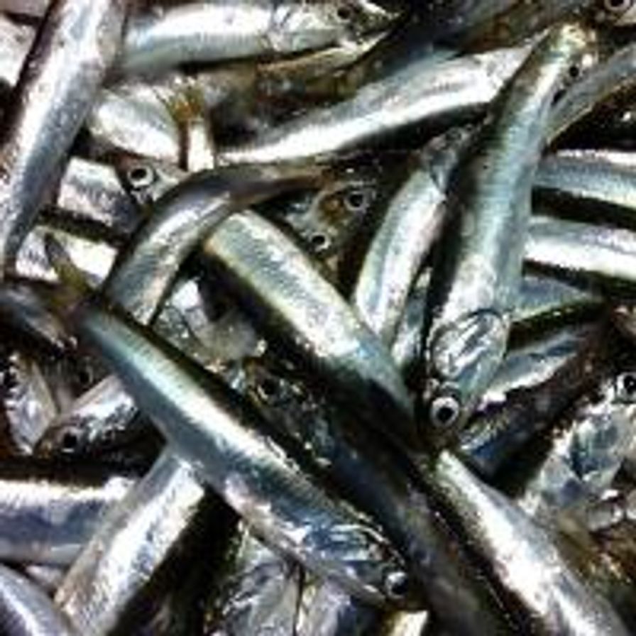 SF Anchovies (Whole)
