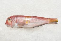 Amadai - Tilefish