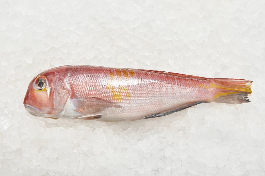 Amadai - Tilefish