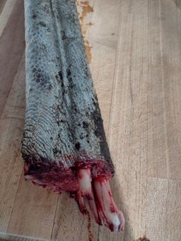 Ostrich lower leg 