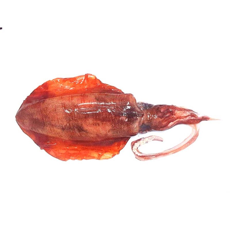 Aori Ika (Bigfin reef squid)
