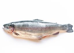 Trout - Steelhead Scottish Whole (6-8 lbs)