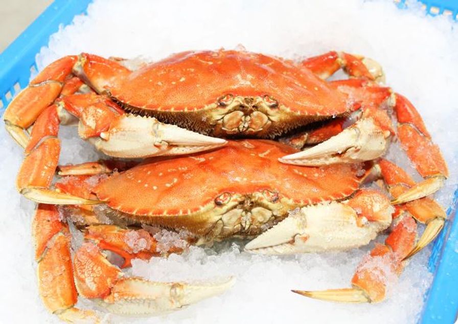 Crab - Dungeness Cooked Whole (1.5-2 lbs)