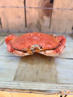 Whole Dungeness Crab