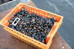 Little Neck Clams