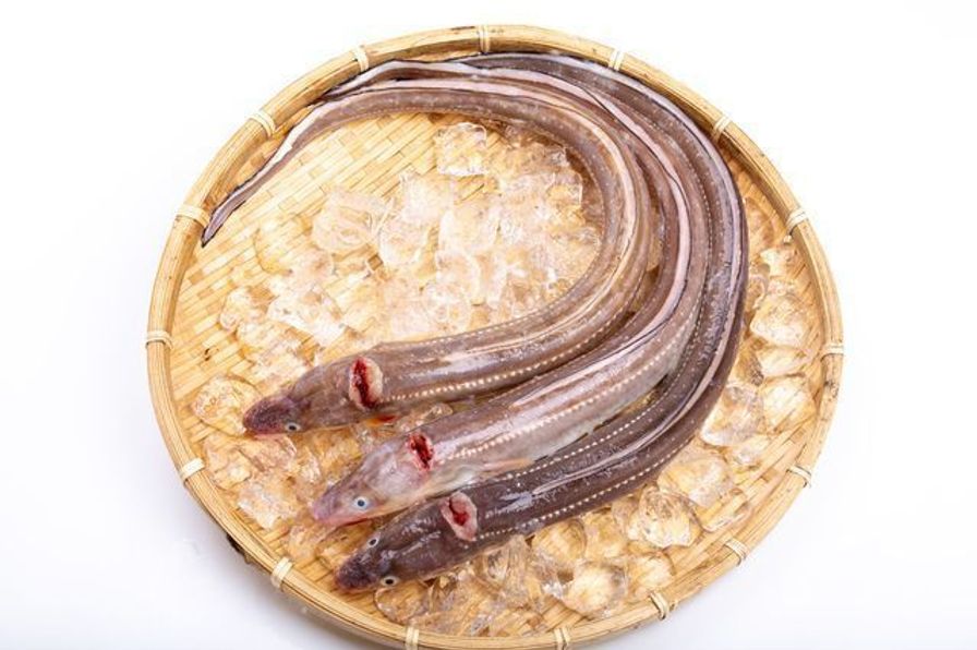 Anago Fresh - Saltwater Eel