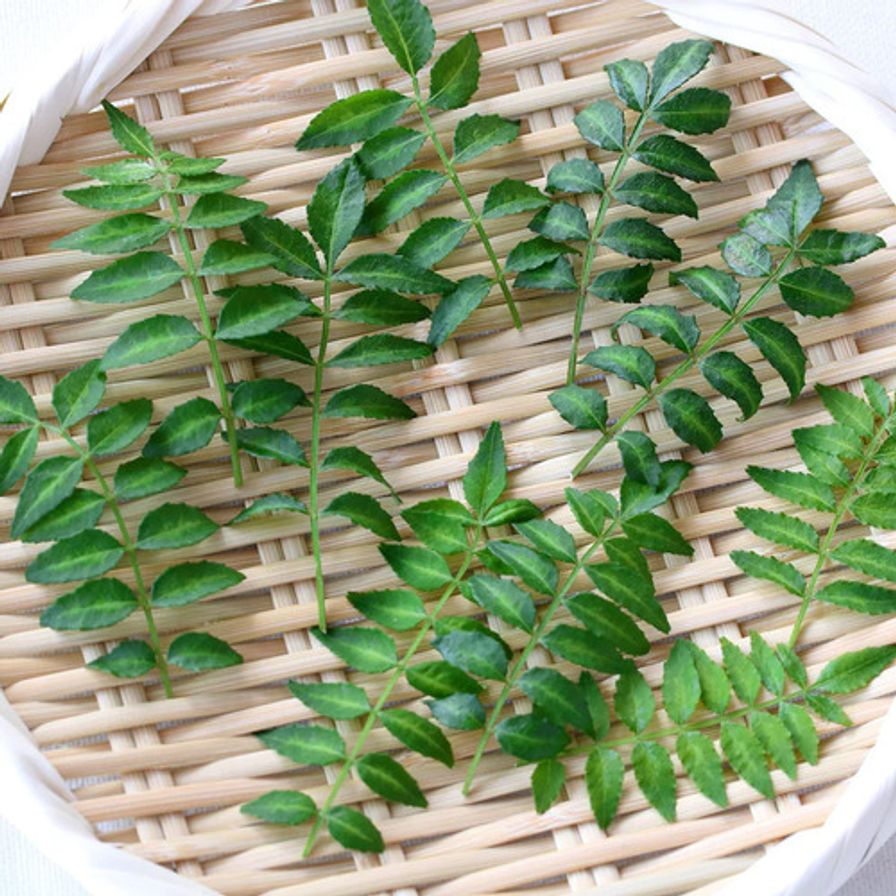 Kinome Leaves - Japanese (≈100gm)