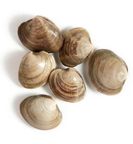 Wild Littleneck Clams