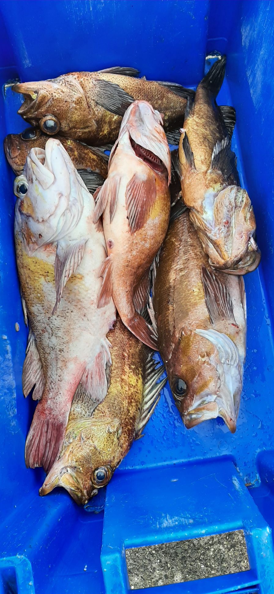 Rockfish, various species