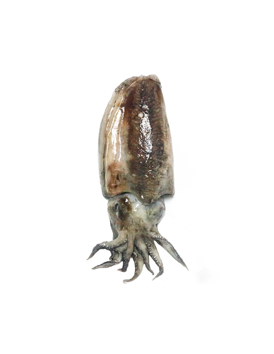 Cuttlefish - Japanese Sumi Ika (500 gm)
