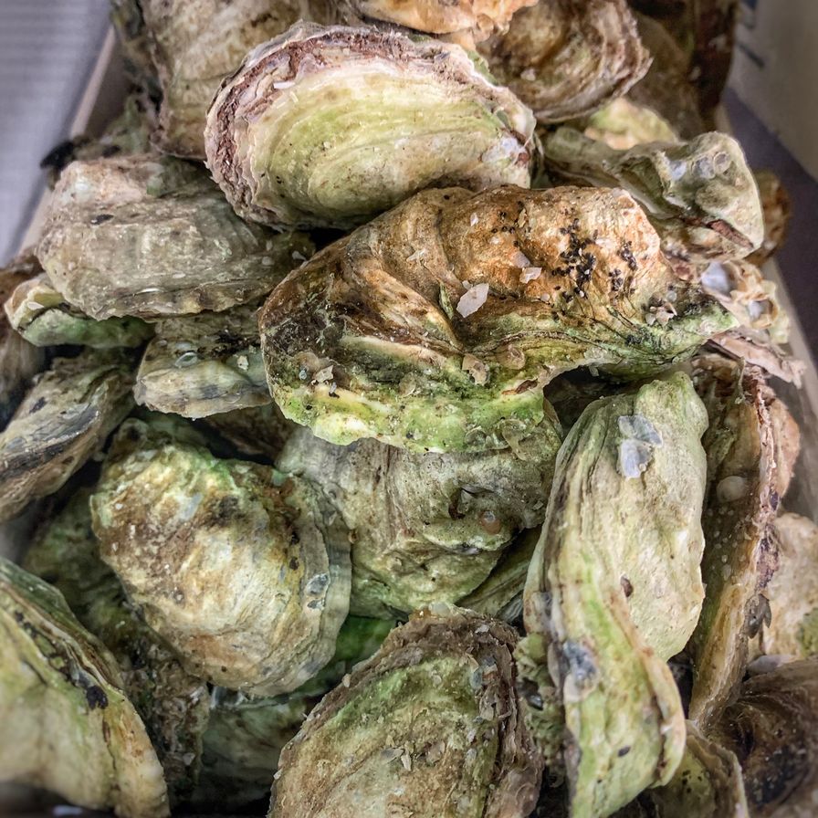 Live Oysters - EAST CAPE - By the Piece