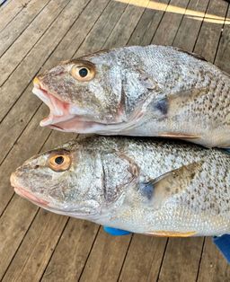 Croaker - Dressed