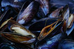 Mussels Saltspring