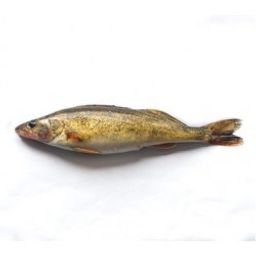 Pickerel - Lake Erie Jumbo Whole (3-5 lbs)