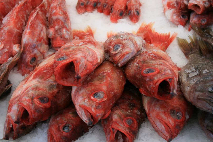 Pacific Ocean Perch 