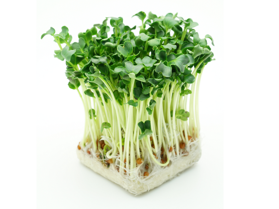 Kaiware Sprouts
