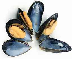 PEI Mussels LIVE