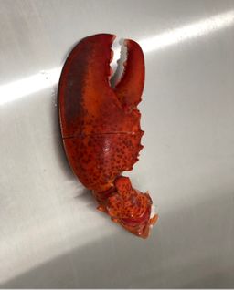 LOBSTER Atlantic CLAW & ARM Double Scored 3-5ct (10lb Case) Frozen
