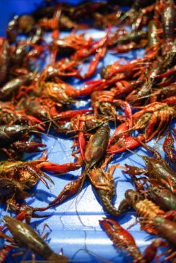 Live Crawfish