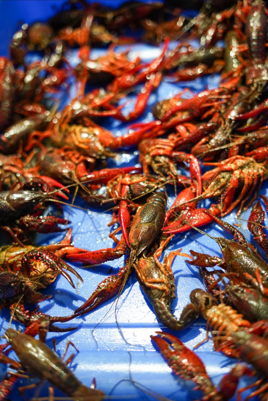 Live Crawfish