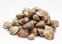 Fresh Manila Clams (Medium Size)